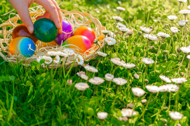 Easter Egg Hunt.child collects colored eggs in a spring meadow with daisies.Easter holiday tradition. Childs hand puts colorful eggs in a wicker basket.Spring religious holiday.Easter food. easter egg hunt.child recolecta huevos de colores en un prado de primavera con margaritas. tradición de vacaciones de semana santa. la mano de childs pone huevos de colores en una canasta de mimbre. fiesta religiosa de primavera. comida de pascua.