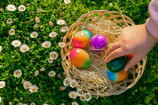 Easter Egg Hunt.child collects colored eggs in a spring meadow with daisies.Easter holiday tradition.Spring religious holiday.Easter food.