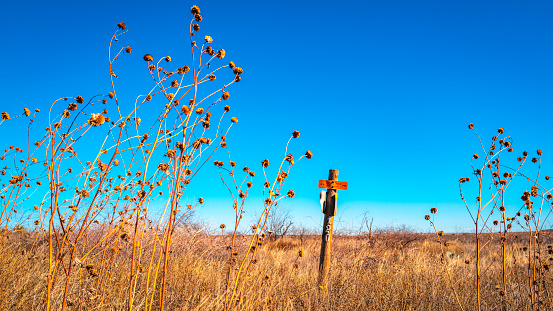 Dried wild plants waving in the wind and a utility signpost over the agricultural field alongside rural road, Heartland of America landscape in Texas, USA, tranquil familiar southwestern landscape with clean blue sky background
