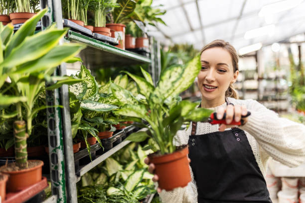 istock Greenhouse worker cutting plant using gardening equipment 1457713353