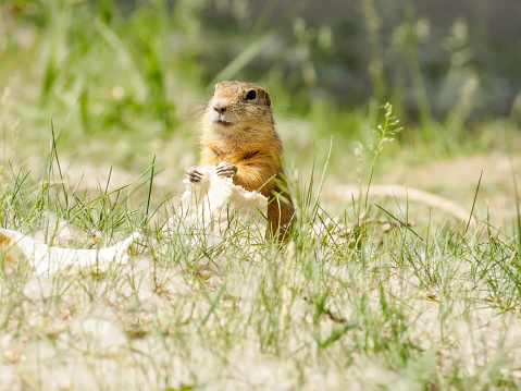 A prairie dog crouches at the top of its burrow in Badlands National Park, South Dakota.