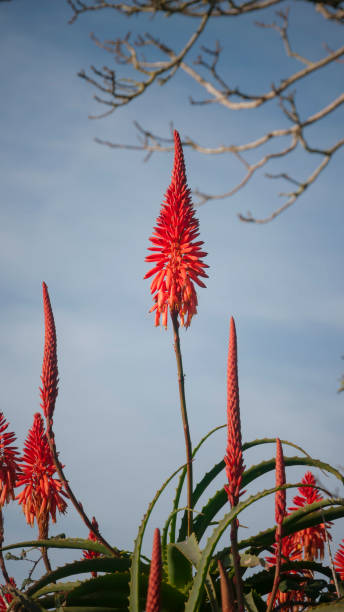 istock Orange spikes flowers in aloe vera bush 1457716409