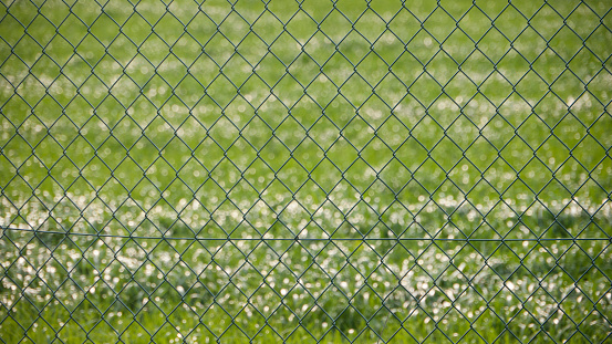 Green grass field behind wire fence