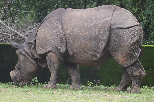 large Black rhinoceros is staying on a zoo.
