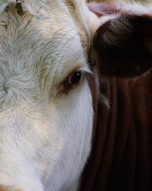 istock a close up of a cow looking at the camera 1457718765