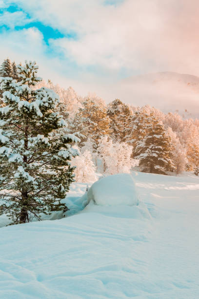 istock Firs with sunrise, holiday season winter landscape 1457719599
