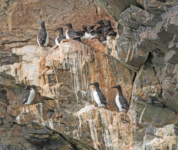 istock Brunnich's guillemot Colony on Seaside Cliffs 1457719674