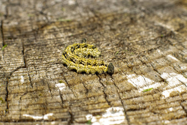 istock Caterpillar with sharp spikes on a wooden stump 1457719712