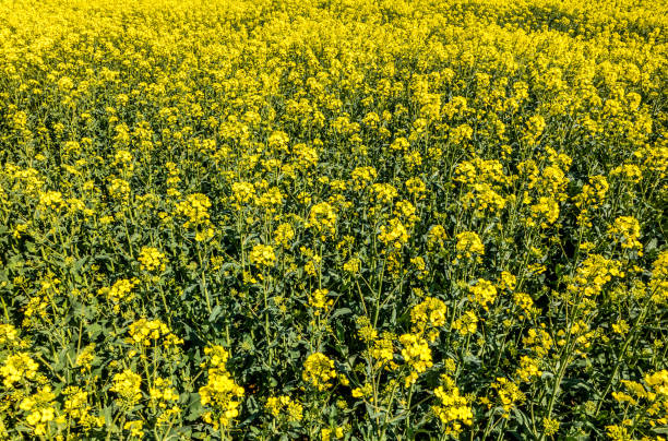 istock Blooming yellow rapeseed field in spring 1457721600