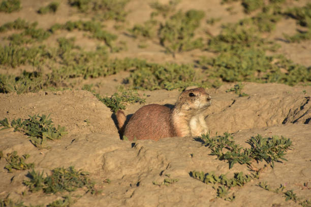 istock Very Cute Black Tailed Prairie Dog in a Hole 1457721995