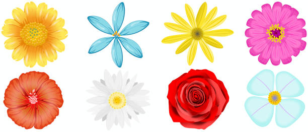 istock Set of flowers with transparent background 01 1457722523