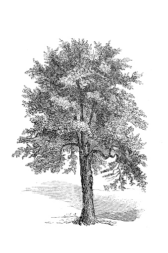 The common elm