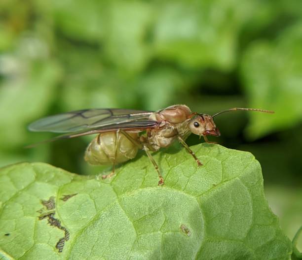 istock close-up of a large insect on a leaf 1457722573