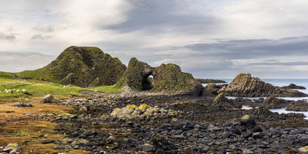 Sheep grazing among sea arches on the Antrim Coast between the small Irish fishing village of Ballintoy Harbor and Elephant rock. County Antrim,  Northern Ireland, UK. Panoramic. Sheep grazing among sea arches on the Antrim Coast. rocky coastline stock pictures, royalty-free photos & images