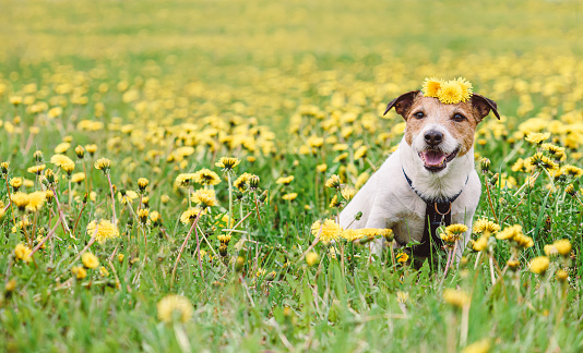 Springtime portrait of dog sitting among spring yellow dandelion flowers in field
