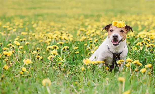 Photo of Springtime portrait of dog sitting among spring yellow dandelion flowers in field