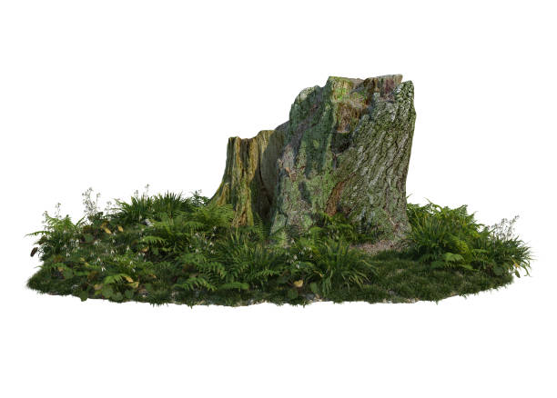 istock 3D rendered garden with stumps and old plants on white background 1457725437