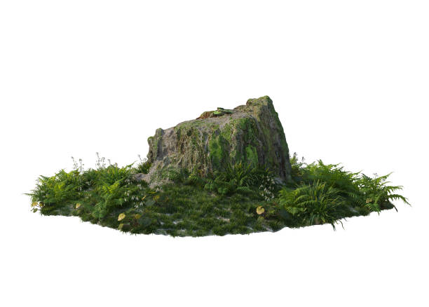 istock 3D rendered garden with stumps and old plants on white background 1457725439