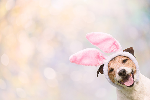 Jack Russell Terrier dog with rabbit ears on colorful background