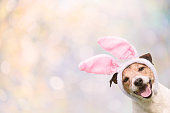 Bright Easter background with happy smiling dog wearing bunny ears costume