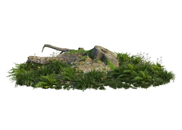istock 3D rendered garden with stumps and old plants on white background 1457725450