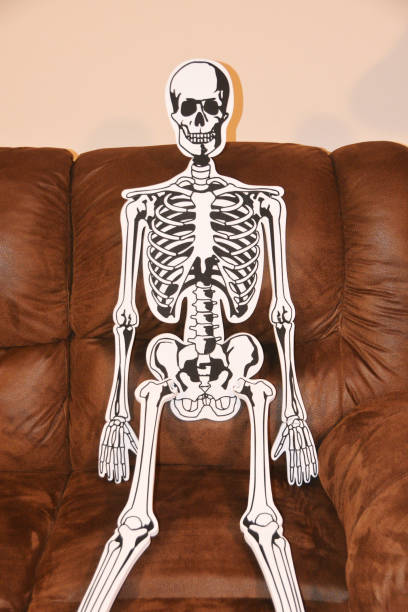Human Skeleton Puzzle stock photo