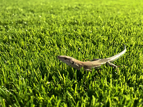 green lizard posing on artificial turf