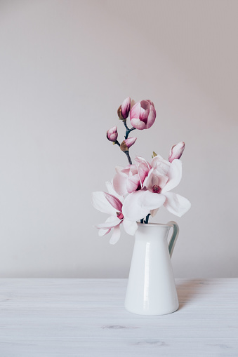 Beautiful fresh branches of magnolia flowers in full bloom in vase against white background. Minimalistic spring light and airy still life. Copy space for text.