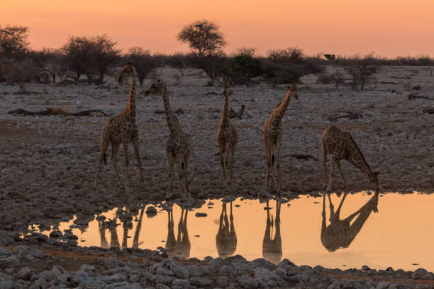 istock Giraffe by pond in th Etosha National Park in Namibia. 1457729532
