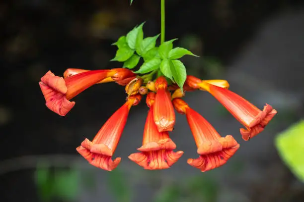 Red flowers of Campsis grandiflora along the street in blossoming during summer on dark background. Campsis grandiflora, commonly known as the Chinese trumpet vine