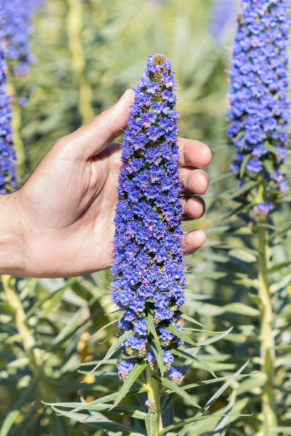 istock Echium callithyrsum endemic to Gran Canaria. 1457730183