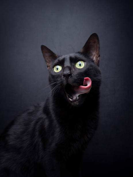 istock hungry black cat on black background 1457730571