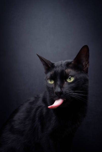 istock black cat sticking out tongue 1457730573