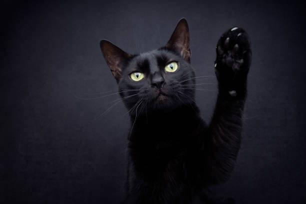 istock black cat raising paw looking at camera on black background 1457730660