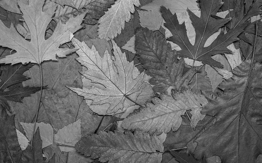 This High Resolution Fallen Autumn Dry Maple Leaves B&W Background Image, is excellent choice for implementation in various CG design projects. 