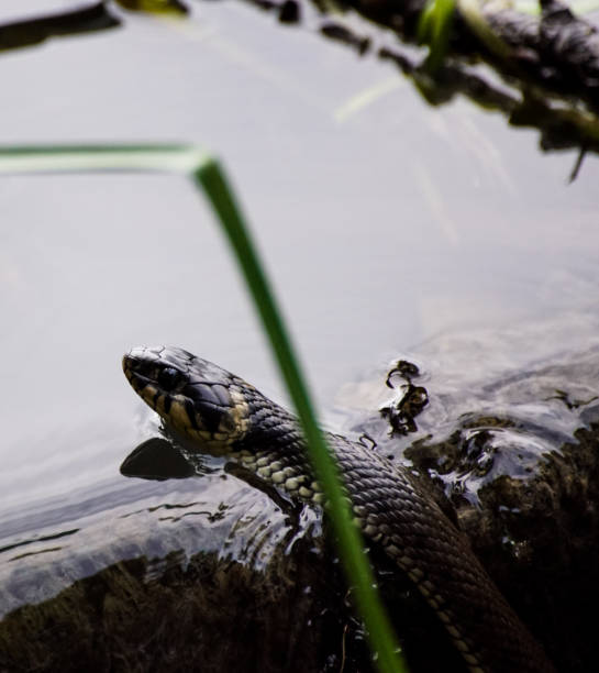 istock Close up of snake in the water 1457731734