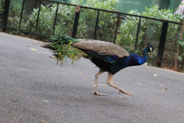Peafowl is a common name for three bird species