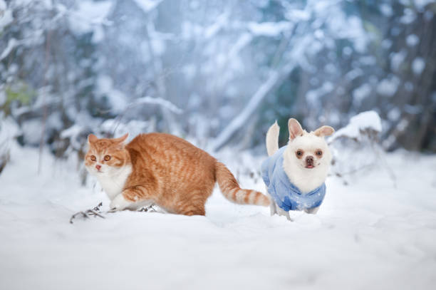 istock cat and dog in snow 1457732013