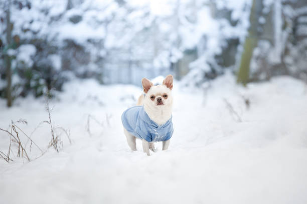 istock chihuahua dog in snow 1457732113