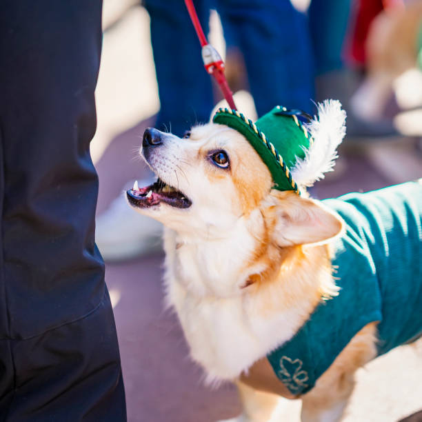 retrato del dulce corgi galés en traje nacional, fiesta del día de san patricio - st patricks day dog irish culture leprechaun fotografías e imágenes de stock