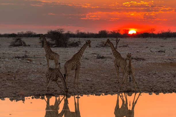 istock Giraffe by pond in th Etosha National Park in Namibia. 1457733282