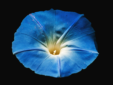 flower Morning Glory (Ipomoea) isolated in black