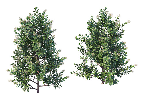 3d render Tree on a white background