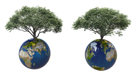 3D render trees on earth on white background