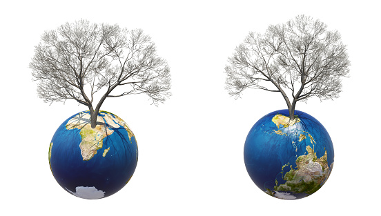 3D render trees on earth on white background
