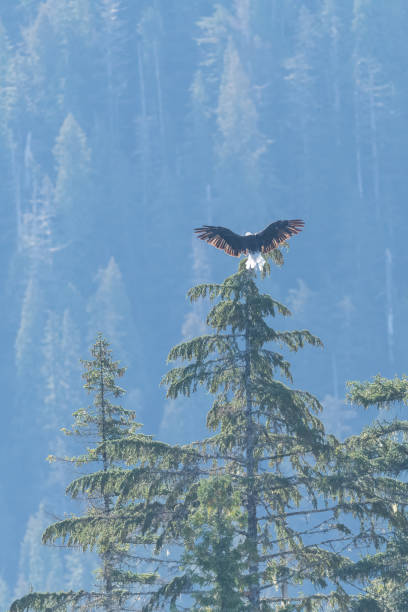istock A mature bald eagle (Haliaeetus leucocephalus) landing on the top of  a tree in British Columbia, Canada. 1457735155