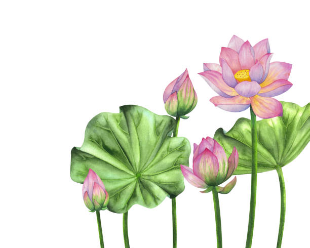 istock A composition with lotus flowers and leaves painted in watercolor, isolated on a white background. 1457736583