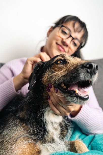 Happy dog being pet by her owner at home. Selective focus stock photo