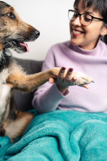 istock Dog shake hand with his owner while resting on the couch. Selective focus 1457736879