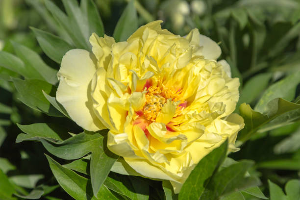 Yellow peony Bartzella blooms against a dark background, close-up. stock photo